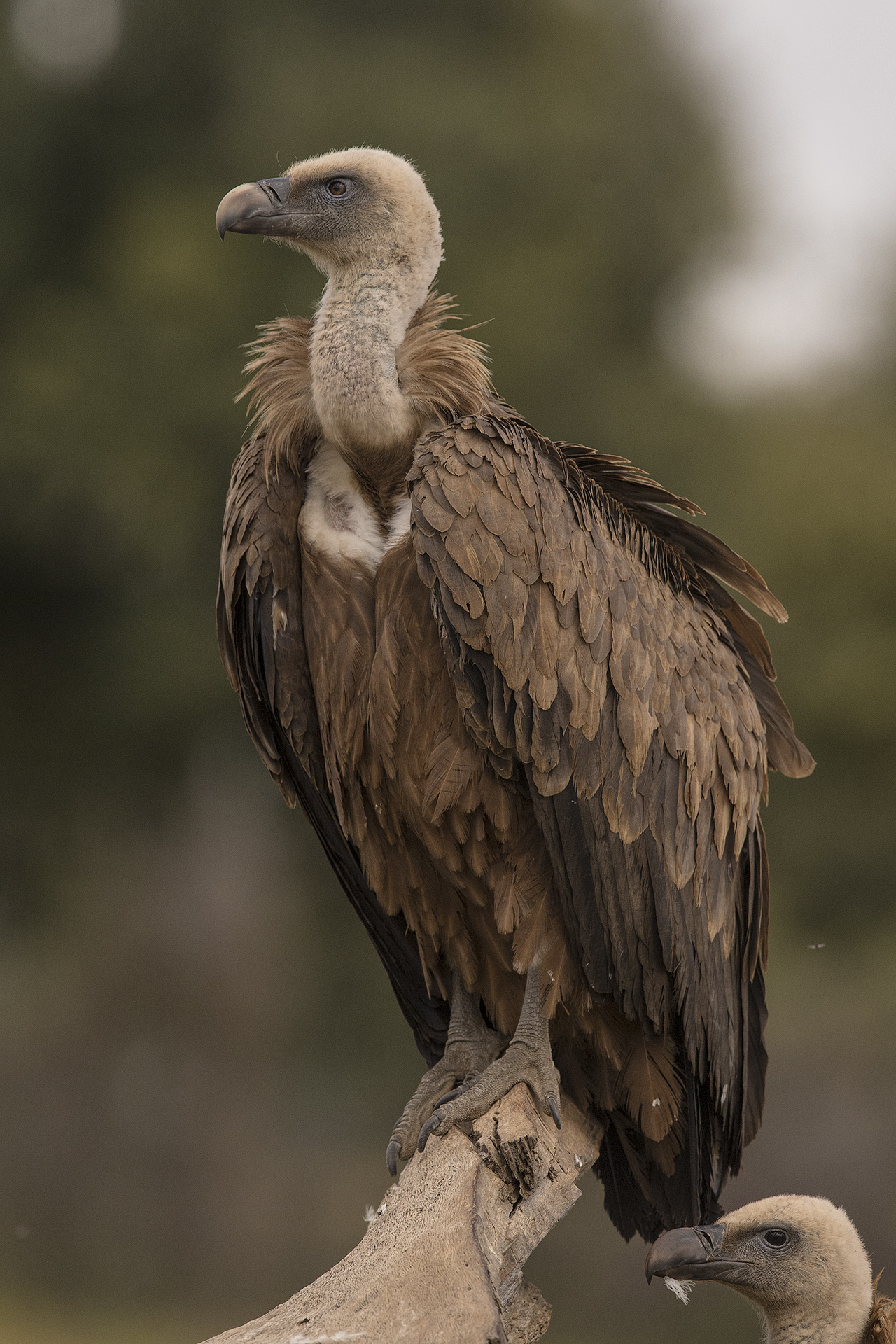 Griffon Vulture Gyps fulvus...