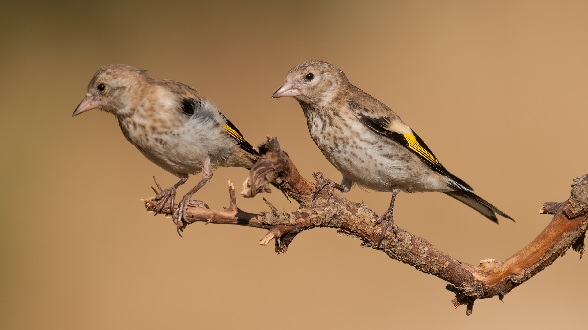 Cardellino / Carduelis carduelis...