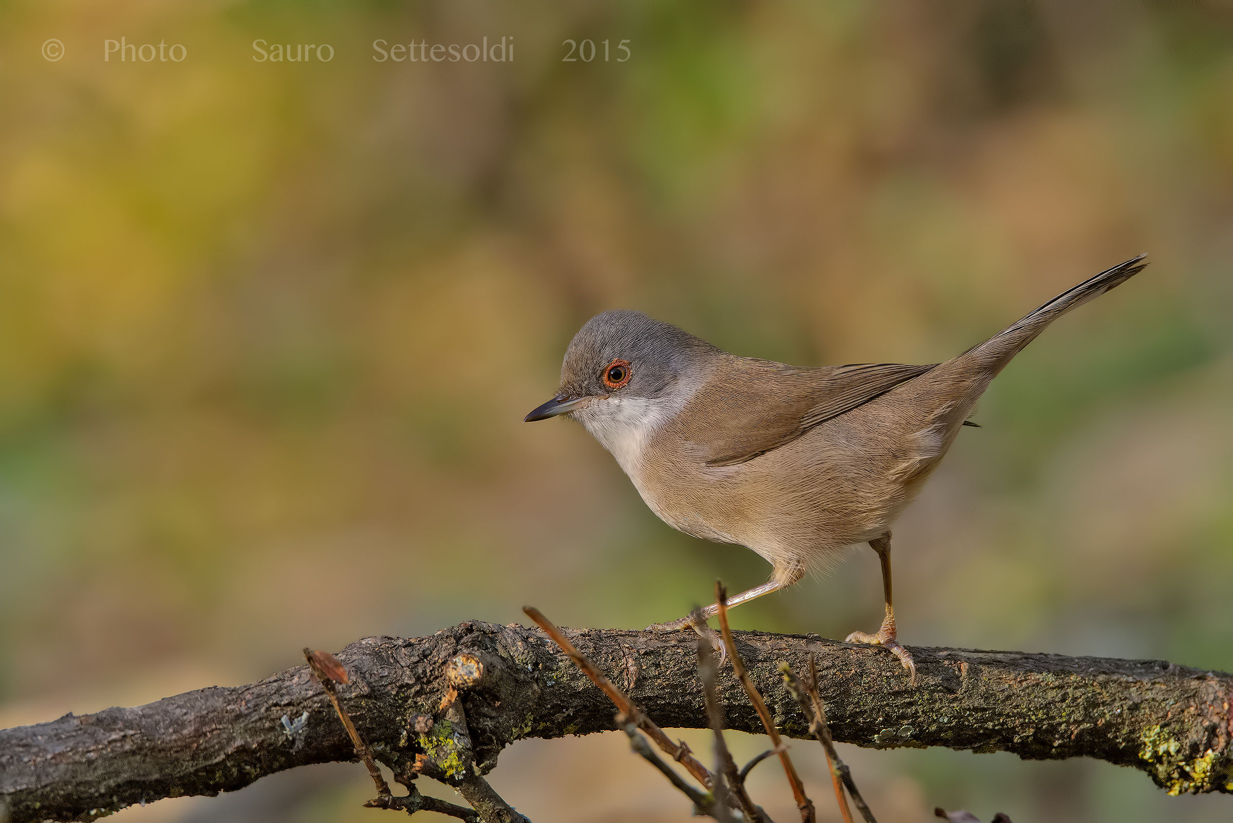 Female warbler...