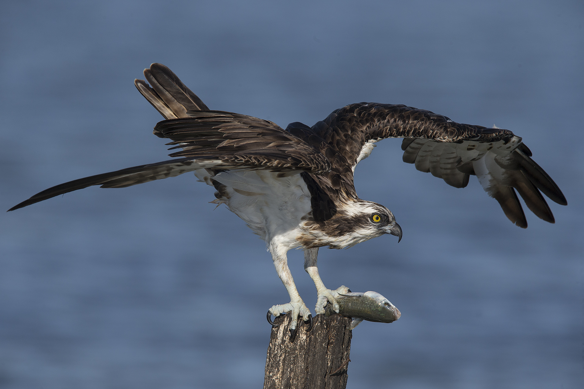 Osprey with freshly caught mullet...