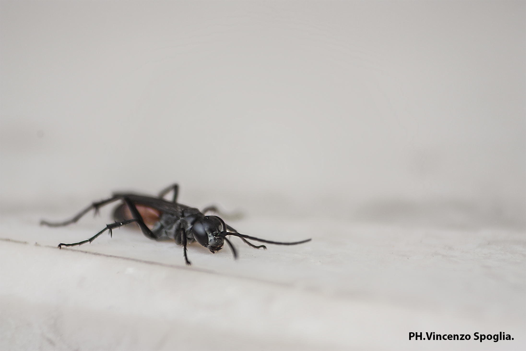 Insect...