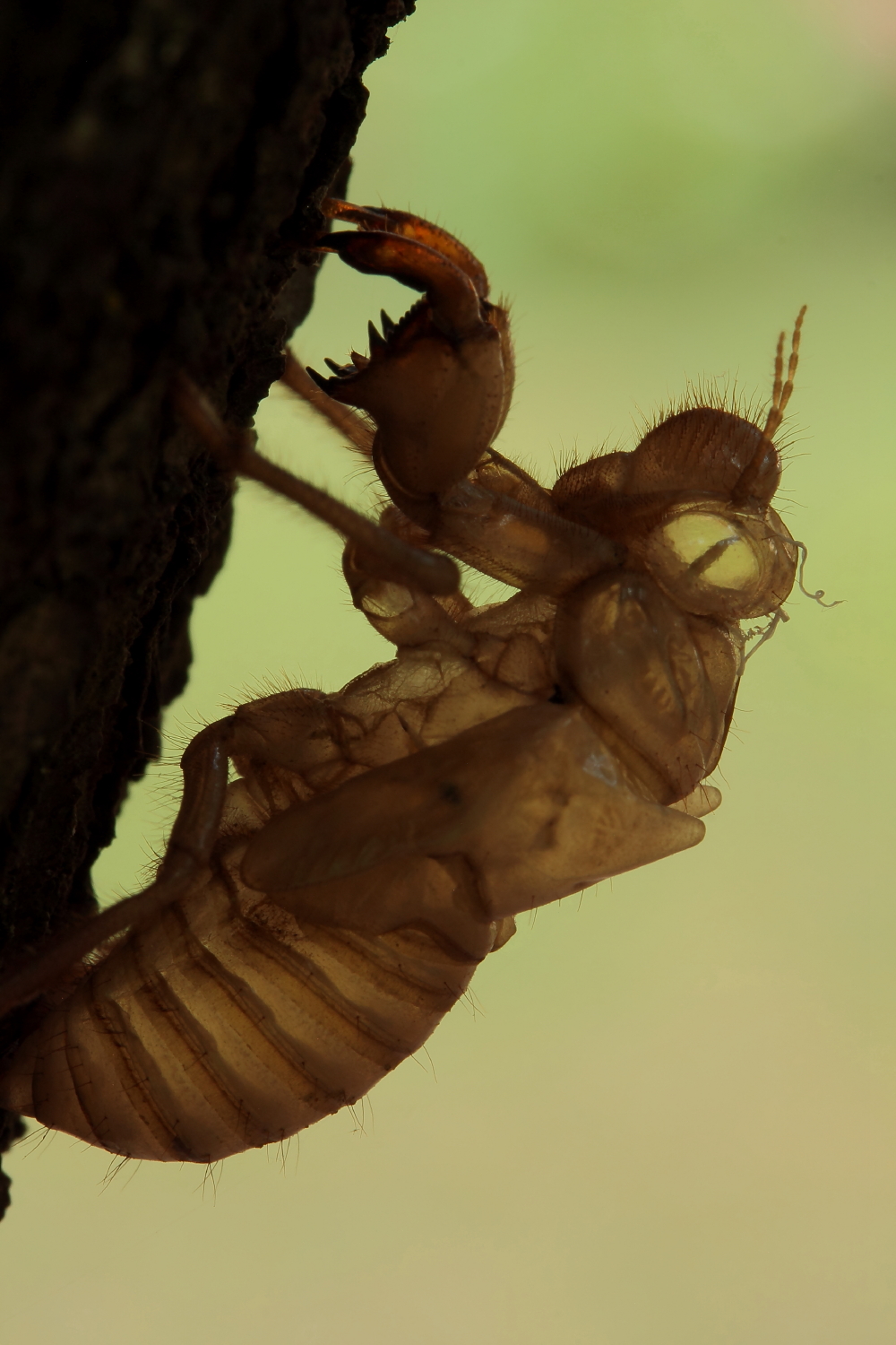 Exoskeleton of cicada...