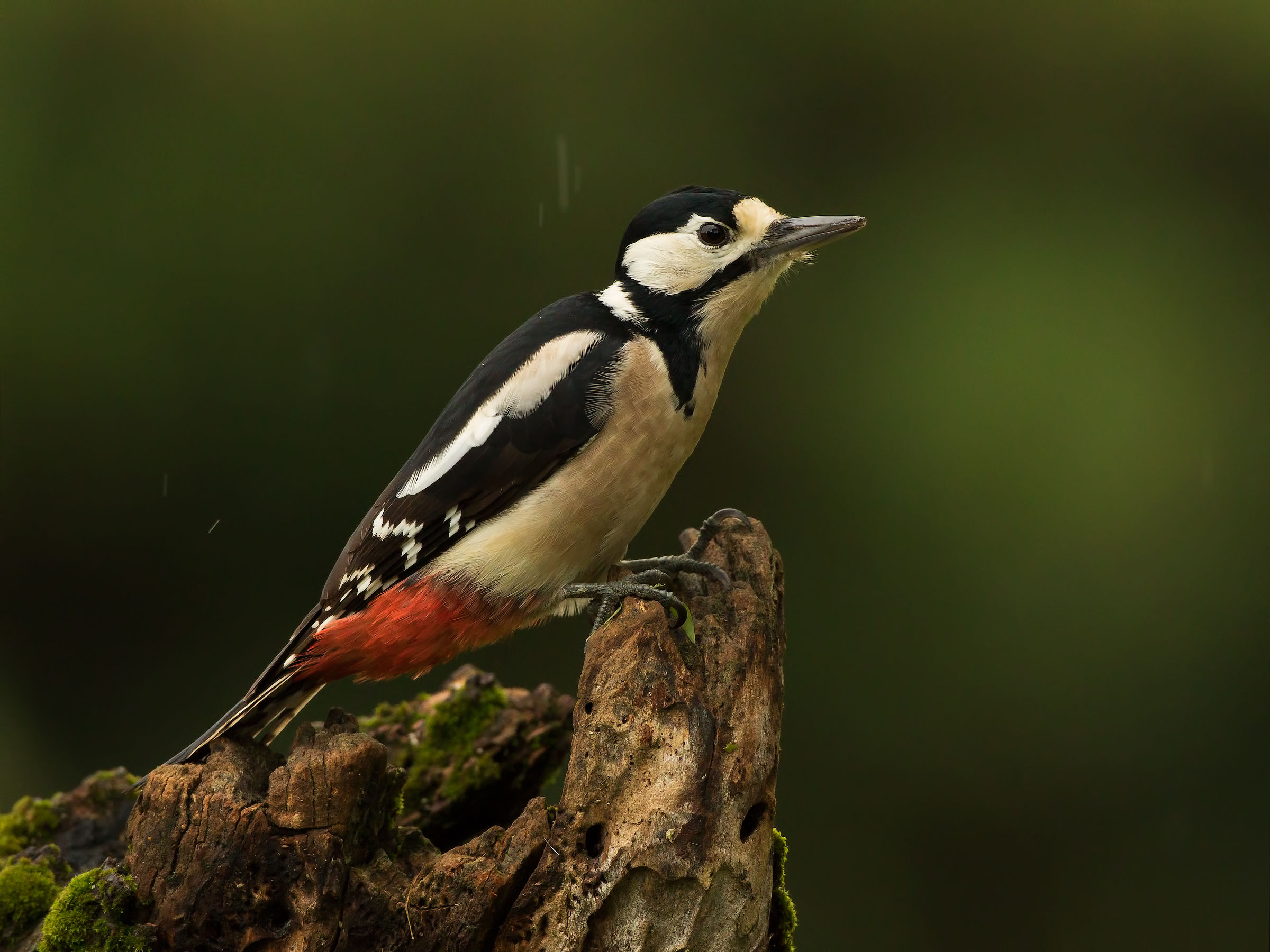 woodpecker, female...