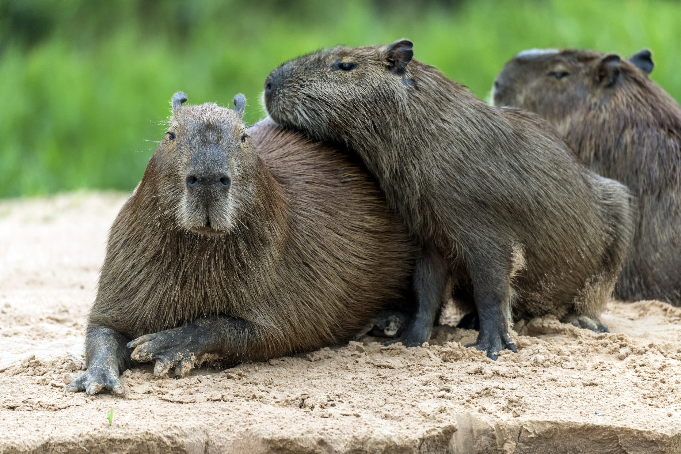 Pantanal 2015 - Capibara...