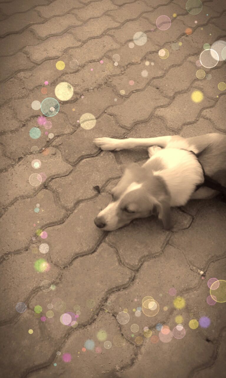 sofy...