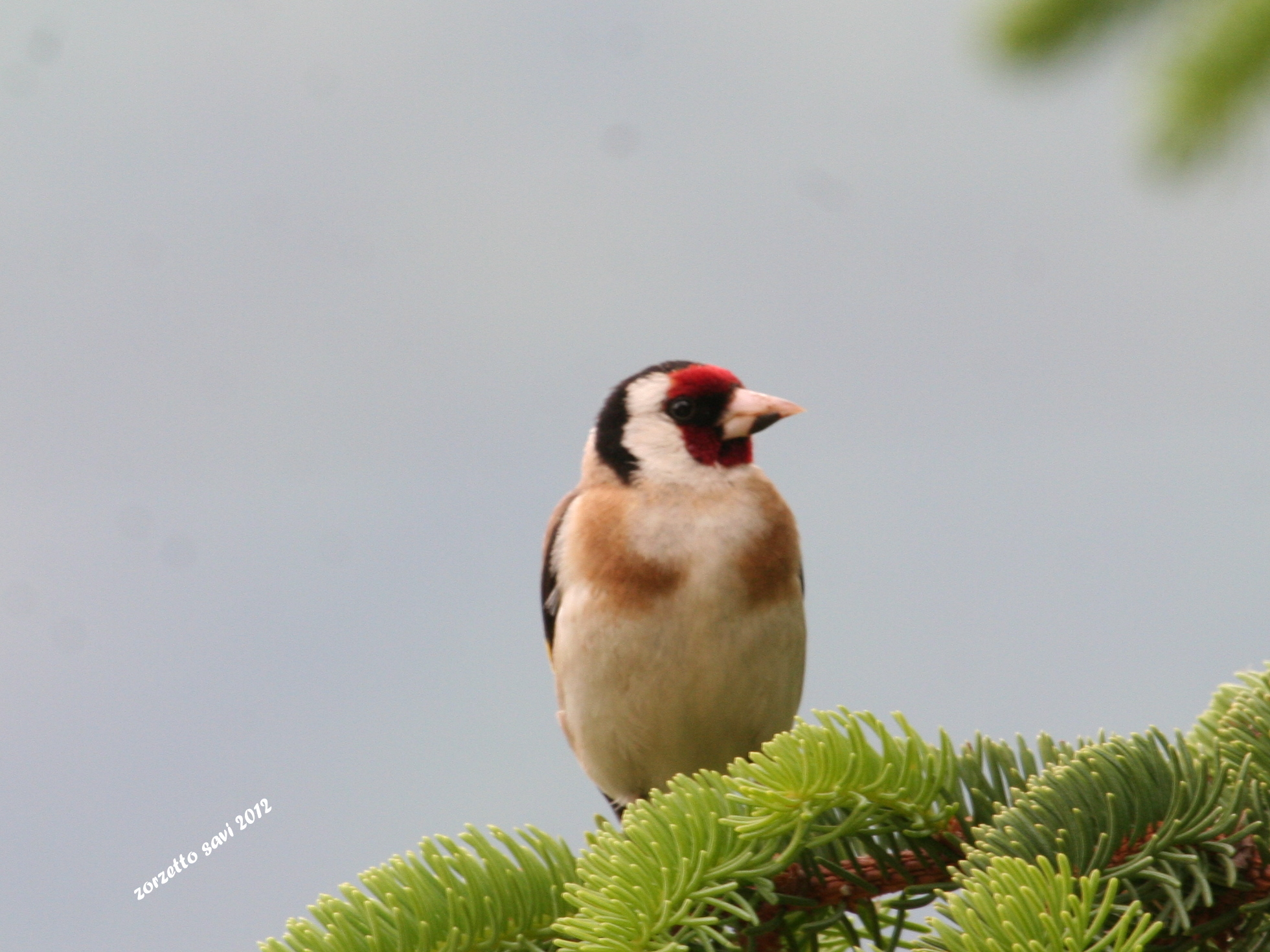 goldfinch between the branches...