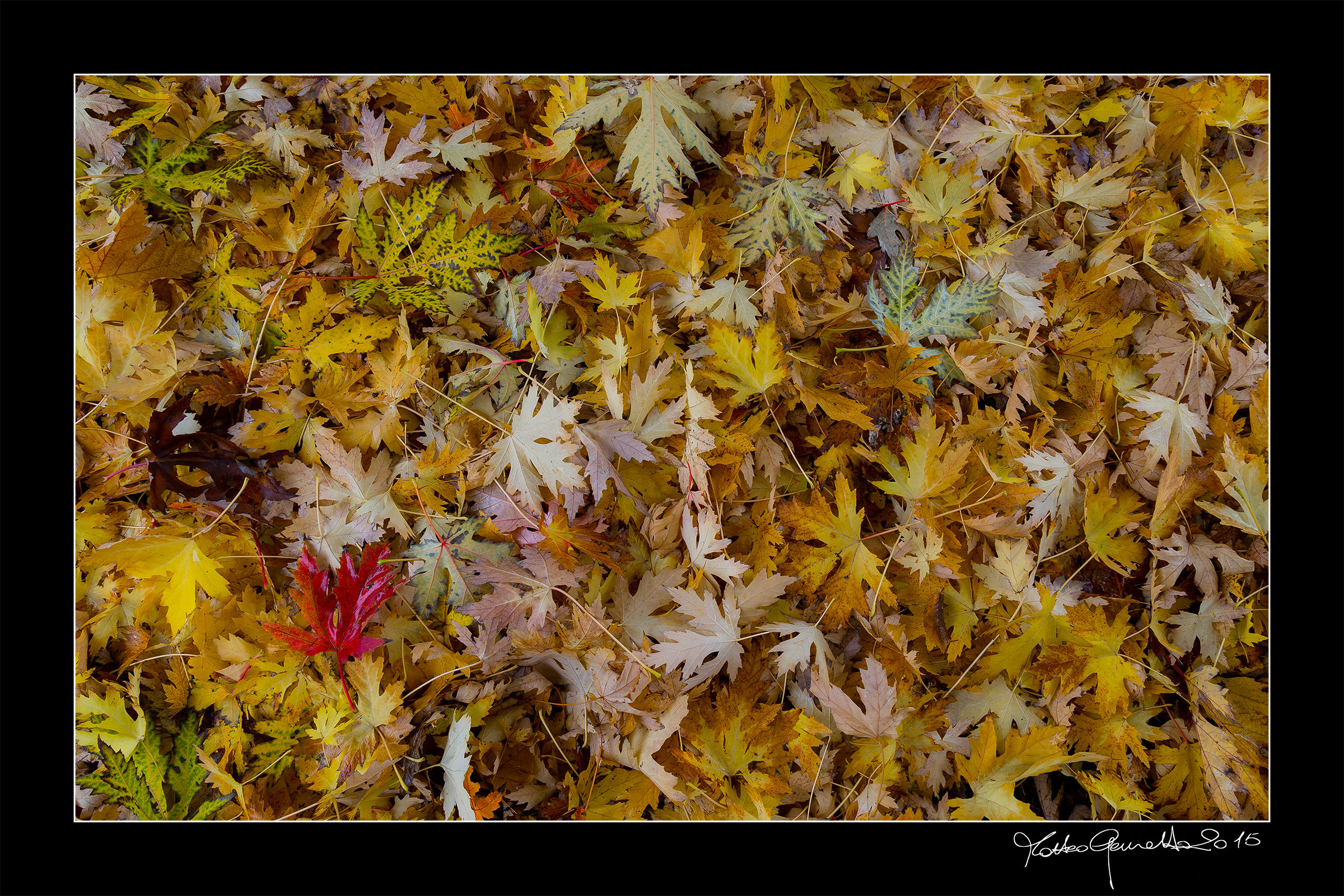 autumn texture...
