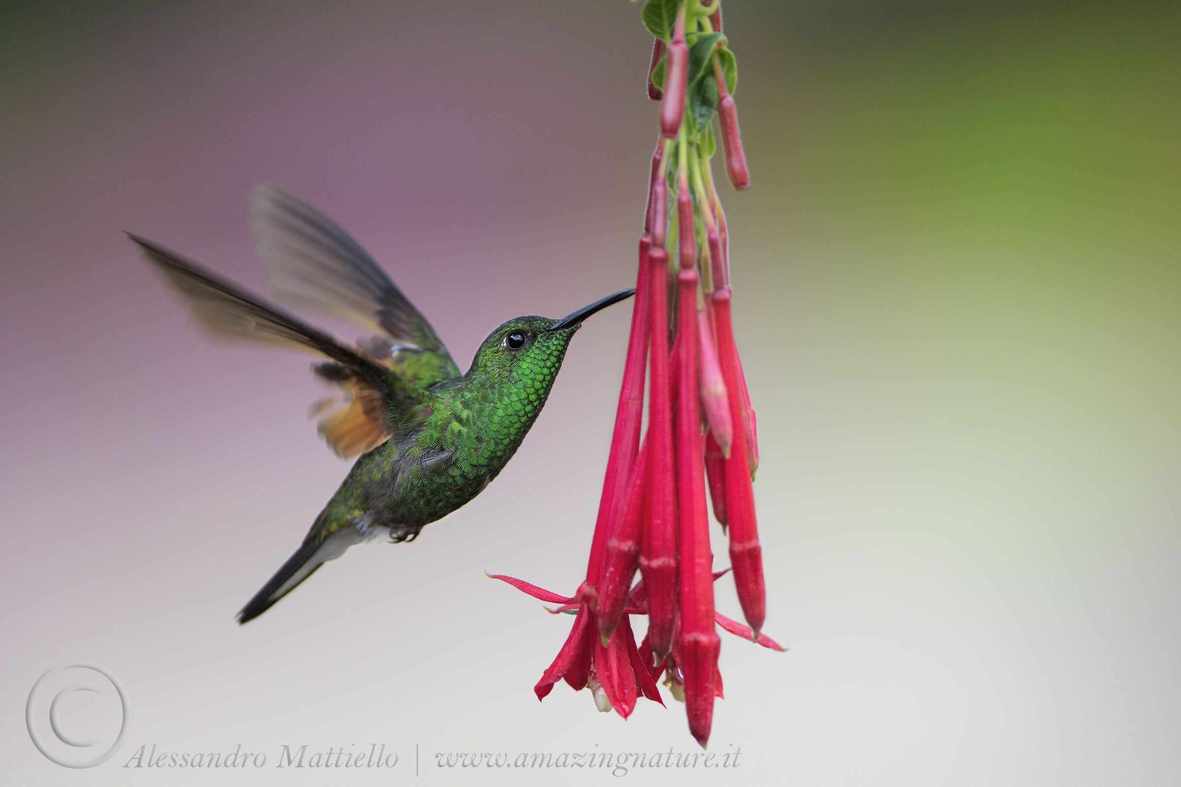 hummingbird spectacle of Nature...