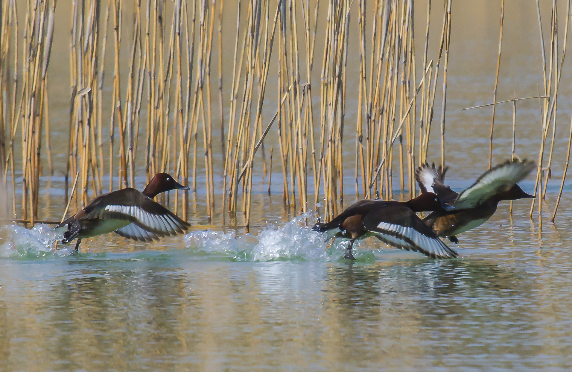 ferruginous...
