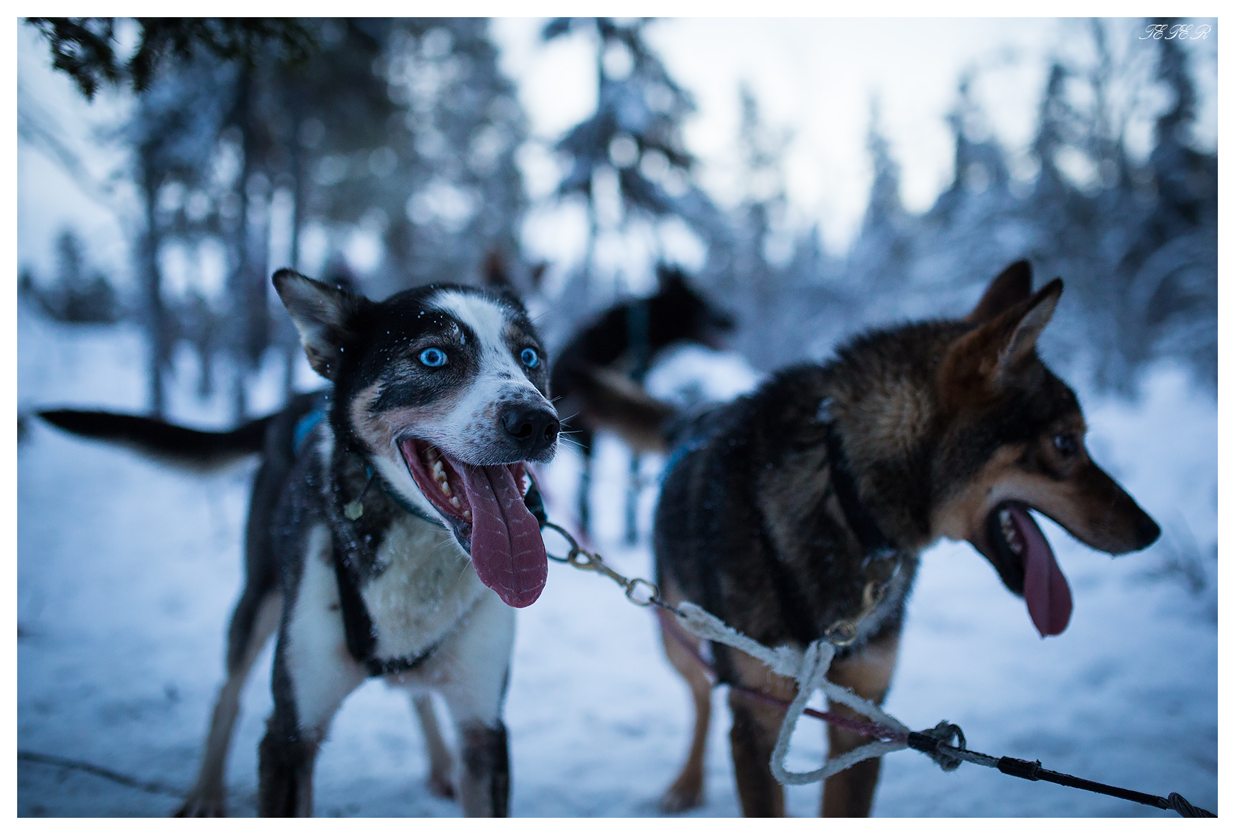 Husky dogs in Sweden...
