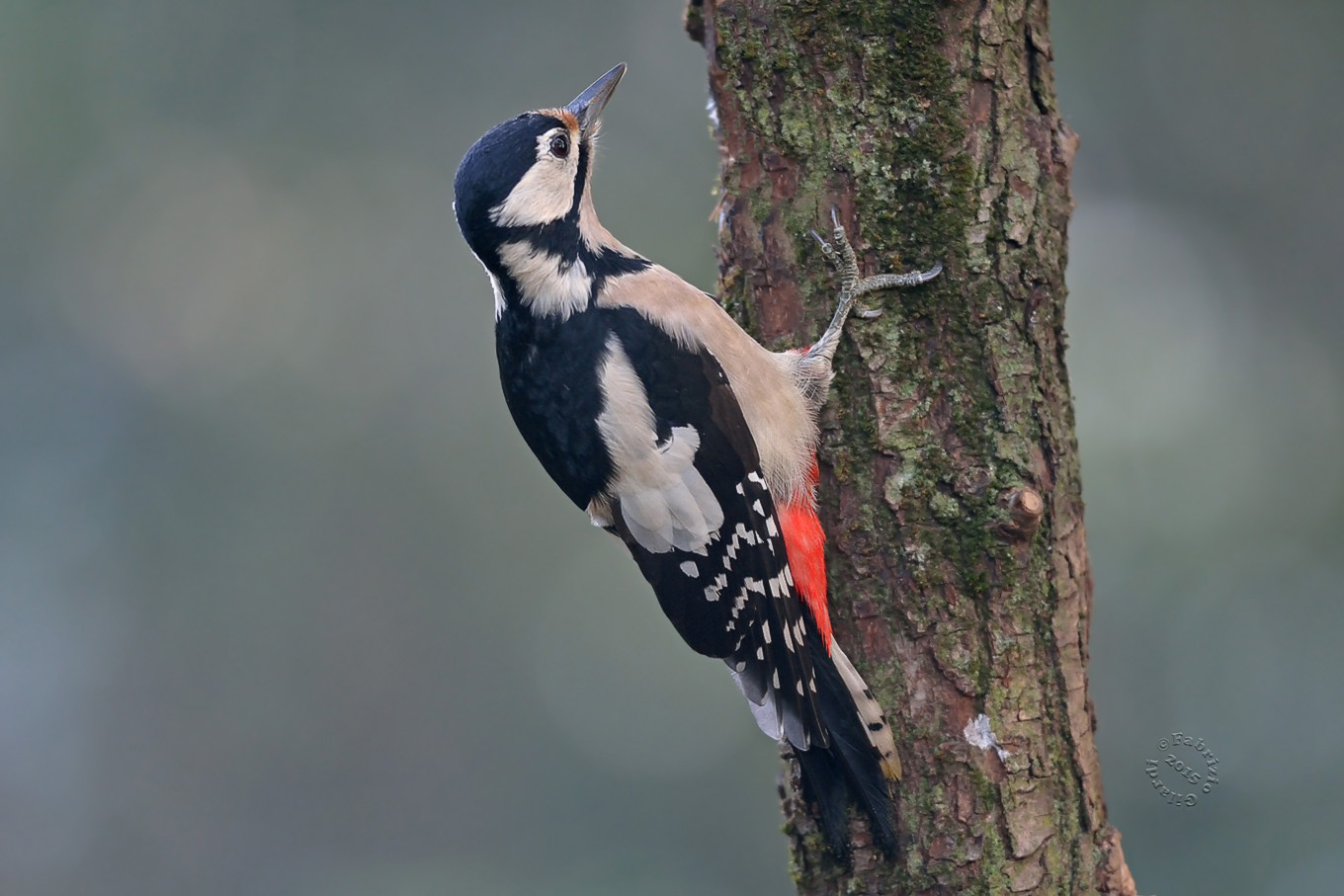 Female Spotted Woodpecker (Dendrocopos major)...