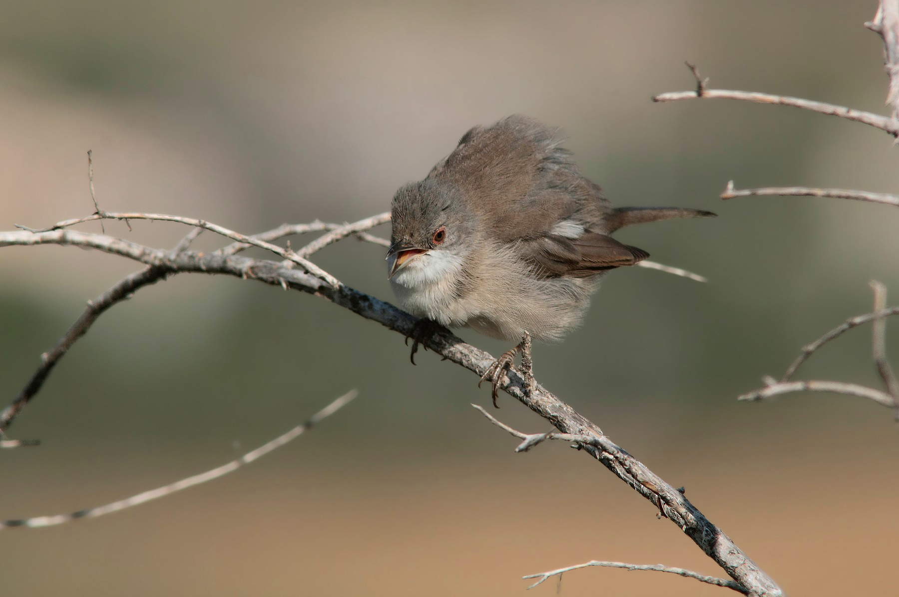 Warbler female inc .......