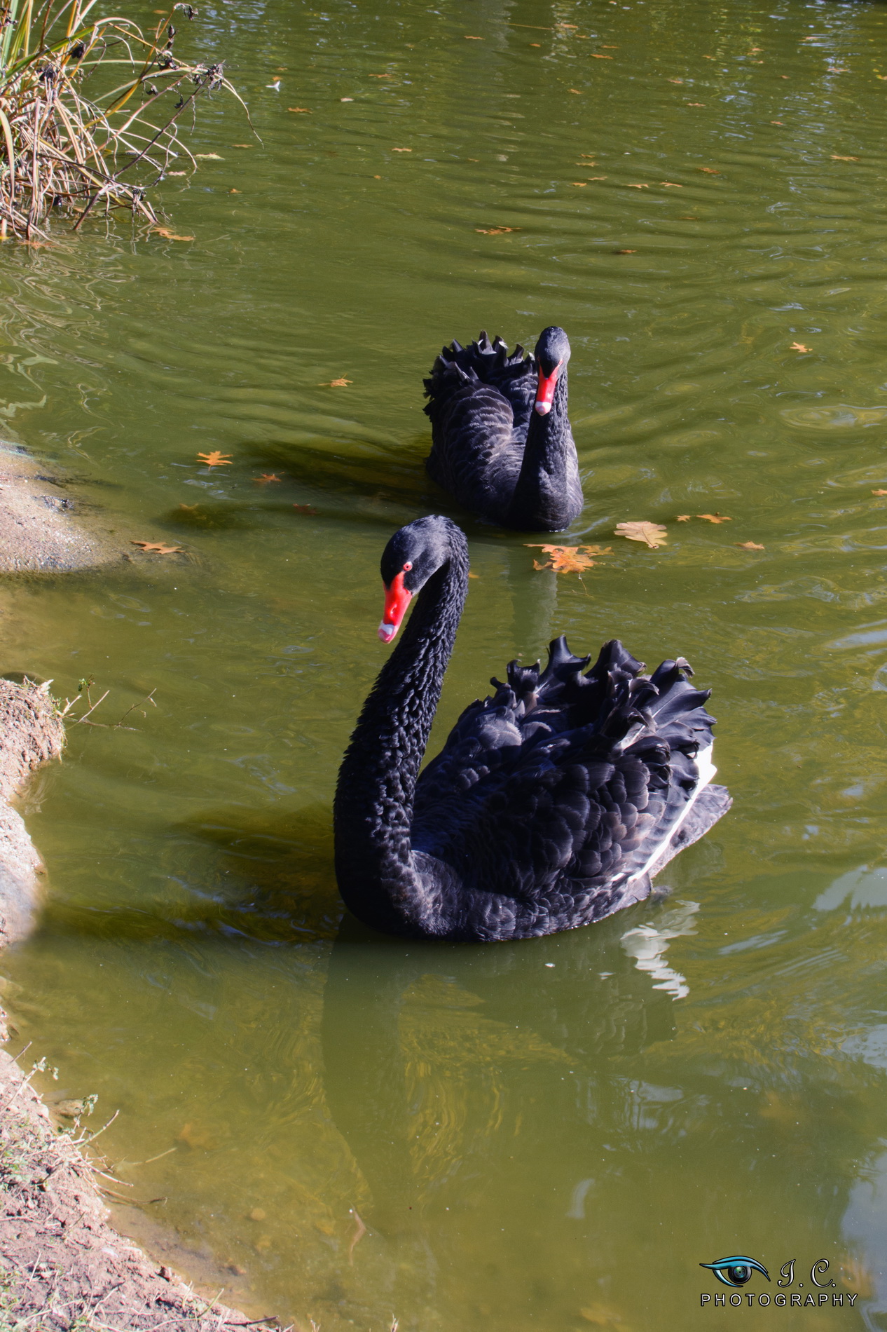 The vanity of the black swan...