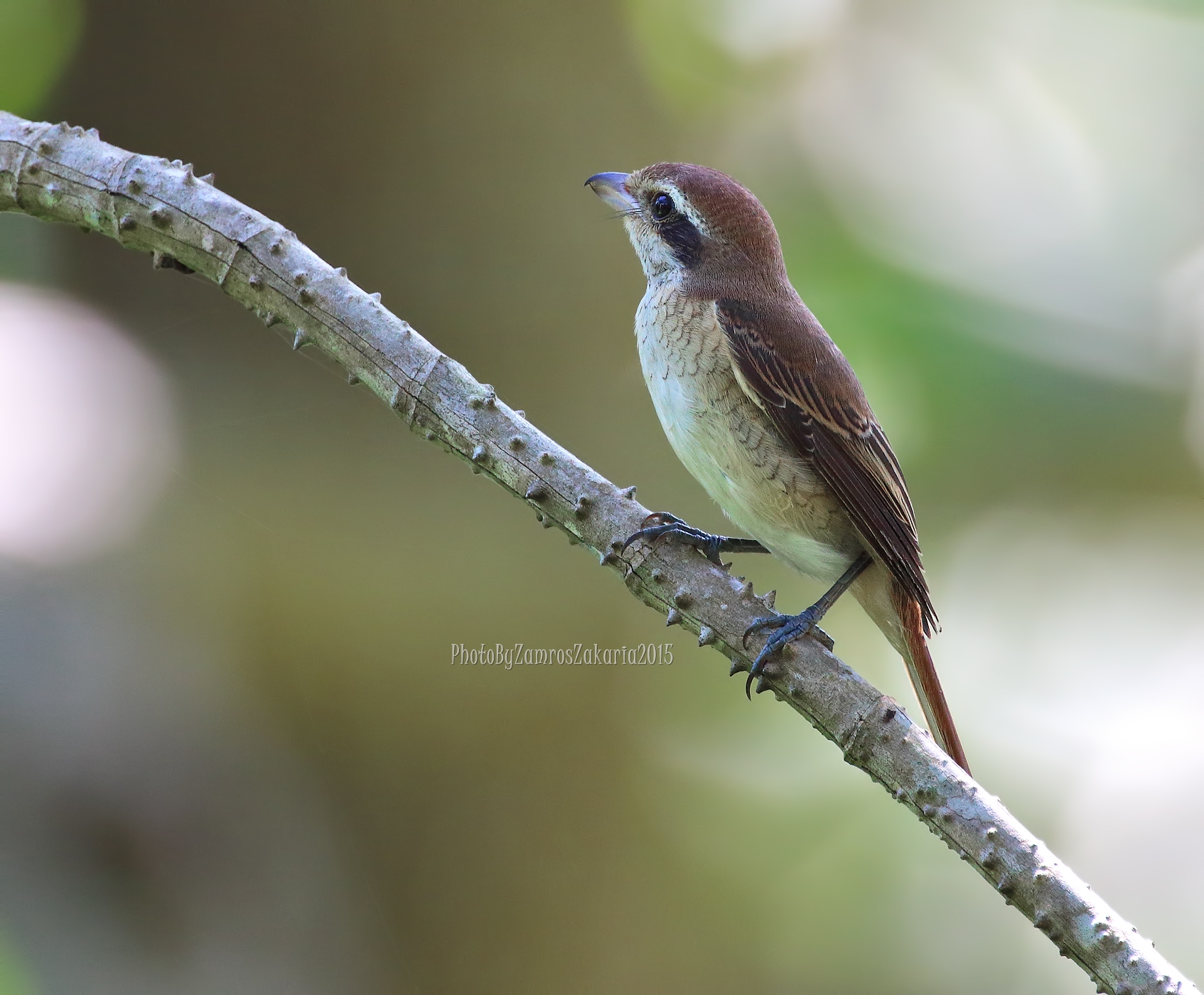 Brown Shrike...