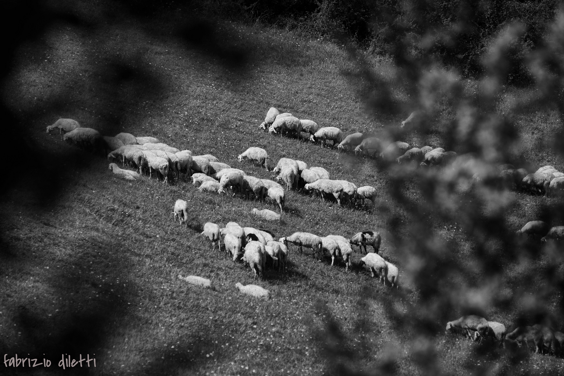 gregge al pascolo...