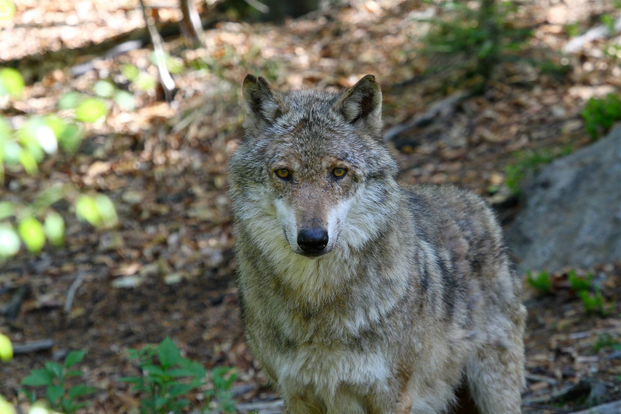 Wolf to Bayerisherwald, Germany....