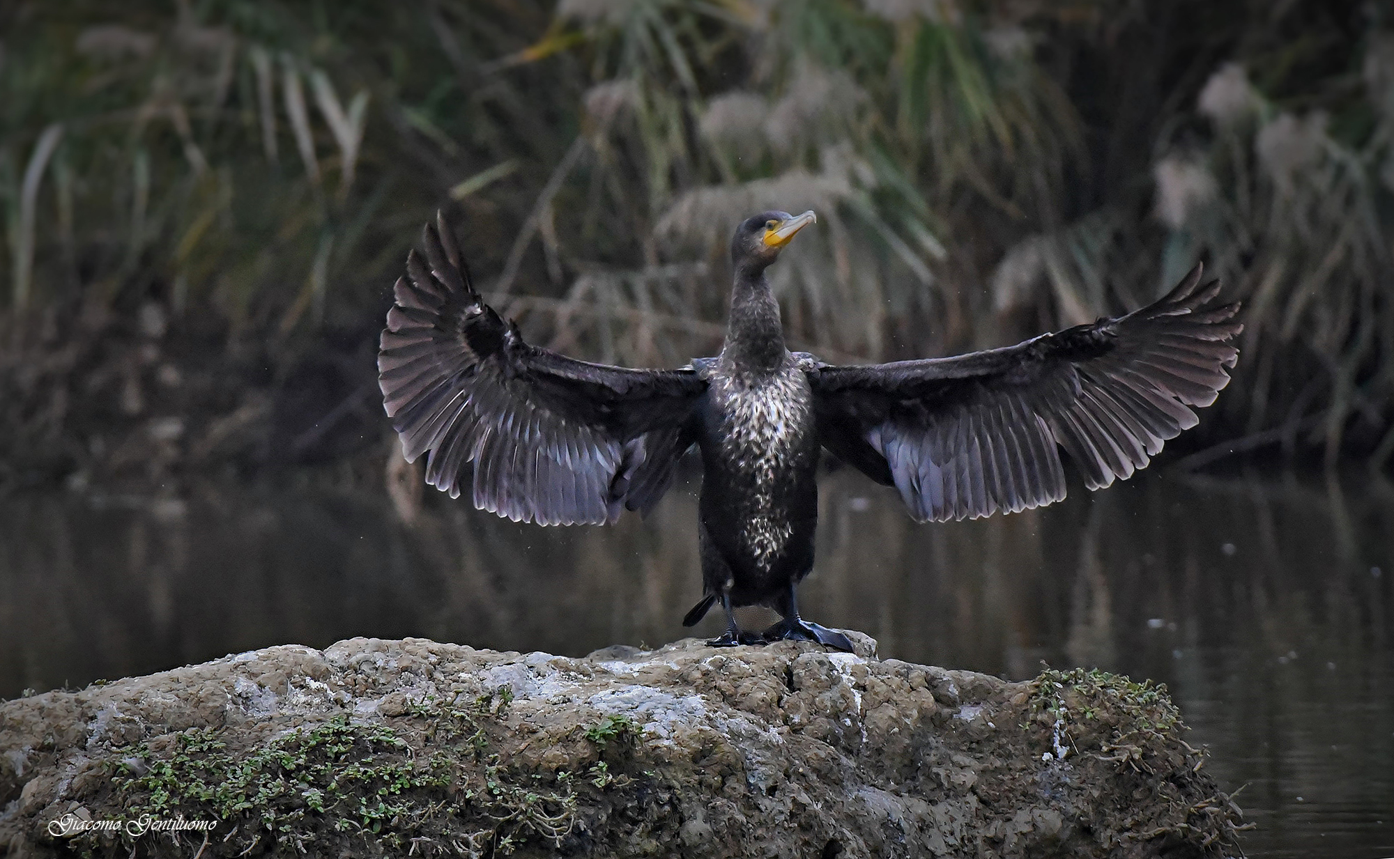 cormorant "hooray, I came first"...