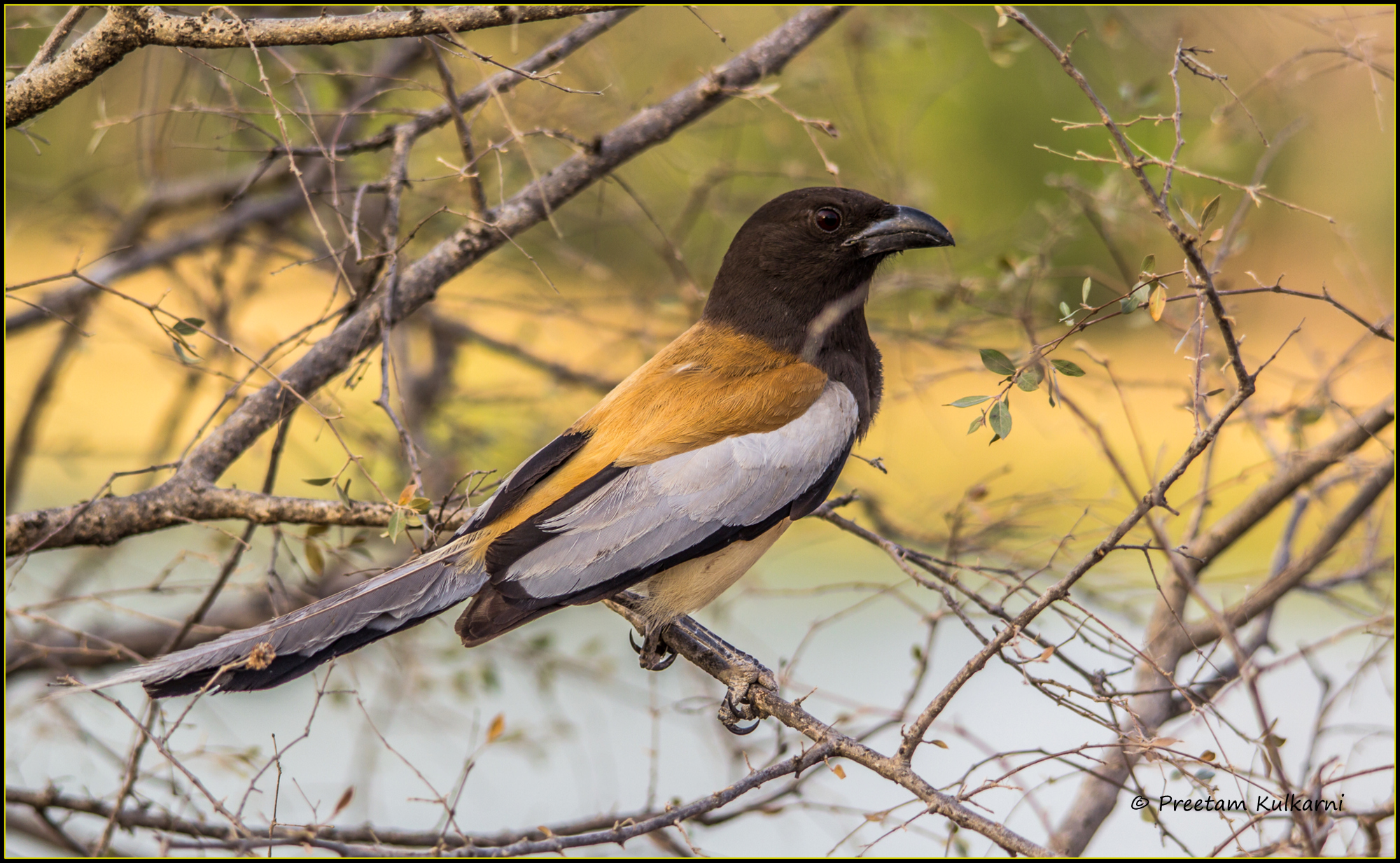 Rufous Treepie...