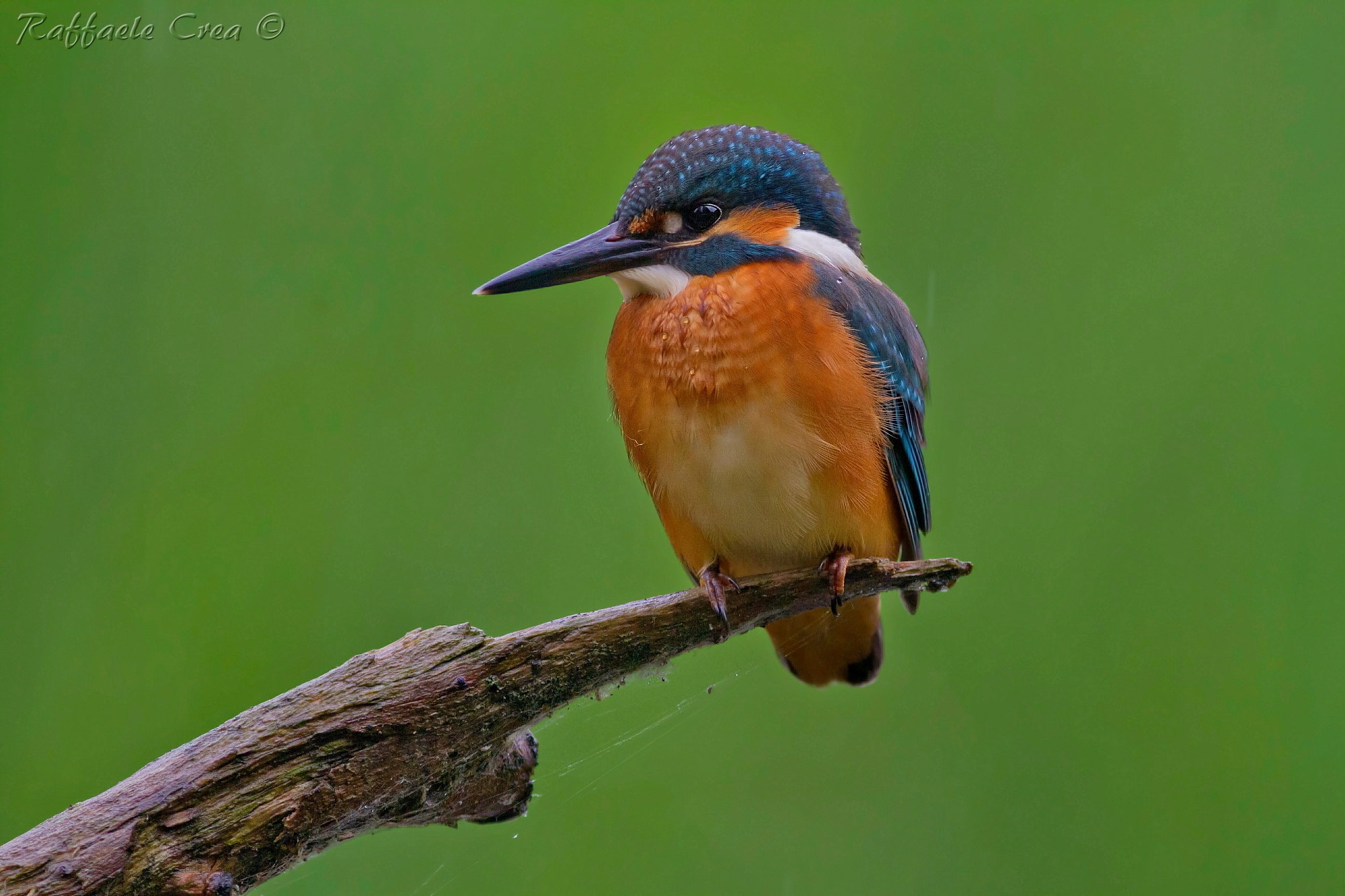 Kingfisher Male...