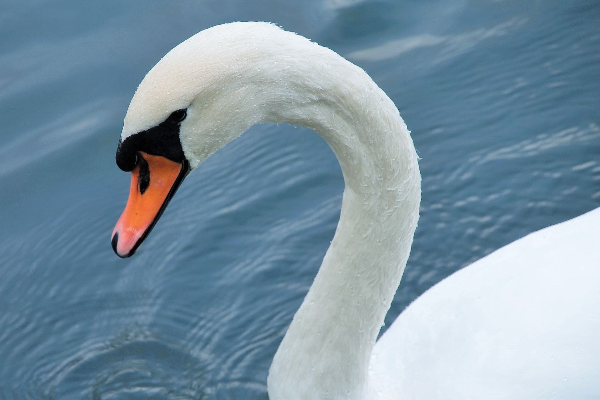 The prince of the pond...