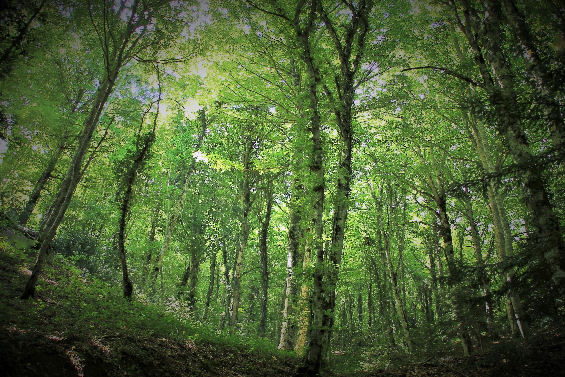 Dentro il bosco...