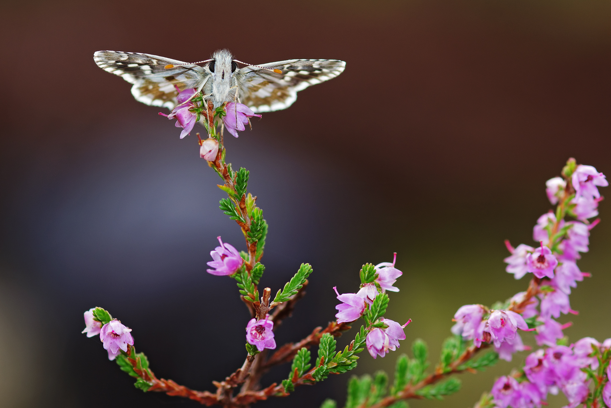 Above the heather...