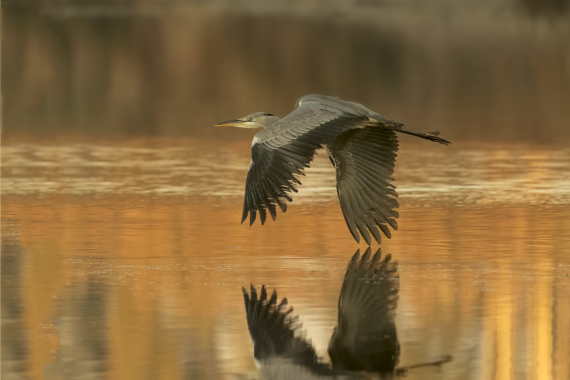 Grey Heron...