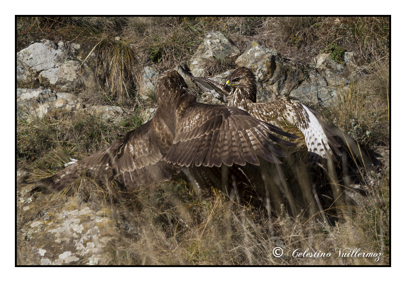 Buzzards in combat...