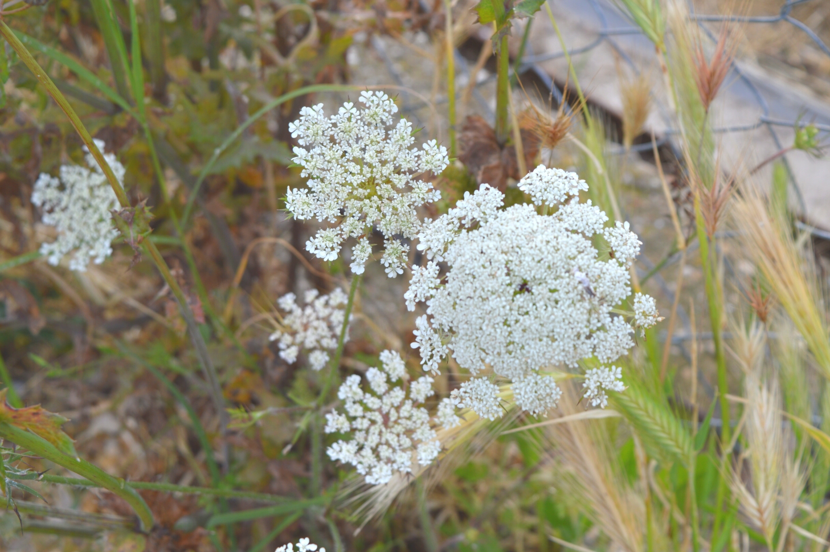 flowers country...