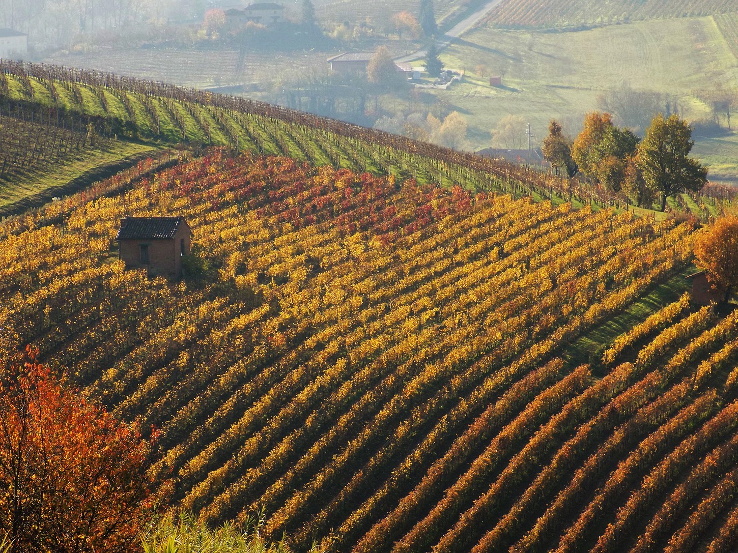 The vineyard autumn...