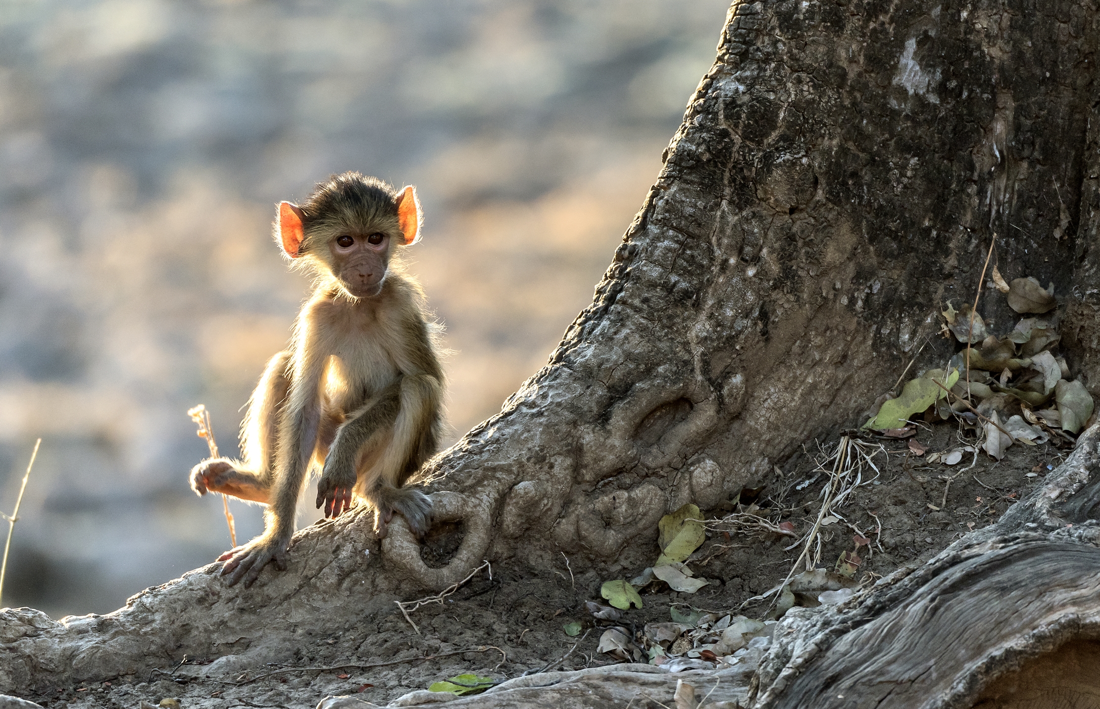 Zambia 2015 - Cucciolo...