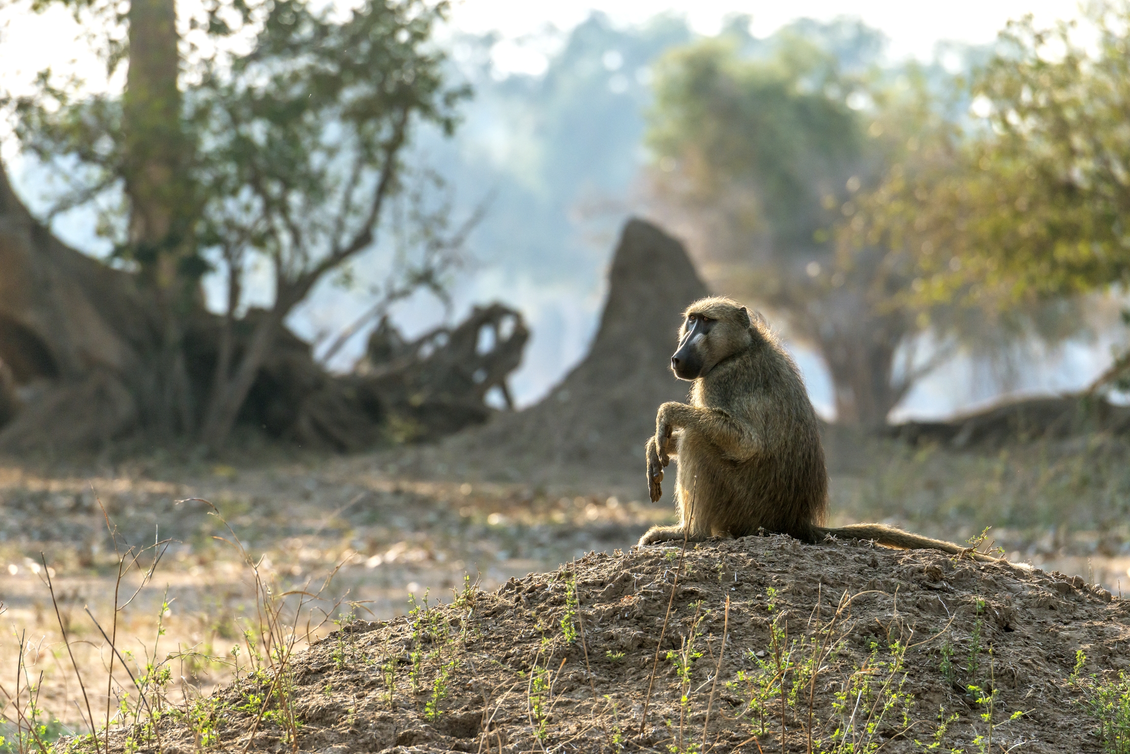Zimbabwe 2015 - Baboon...
