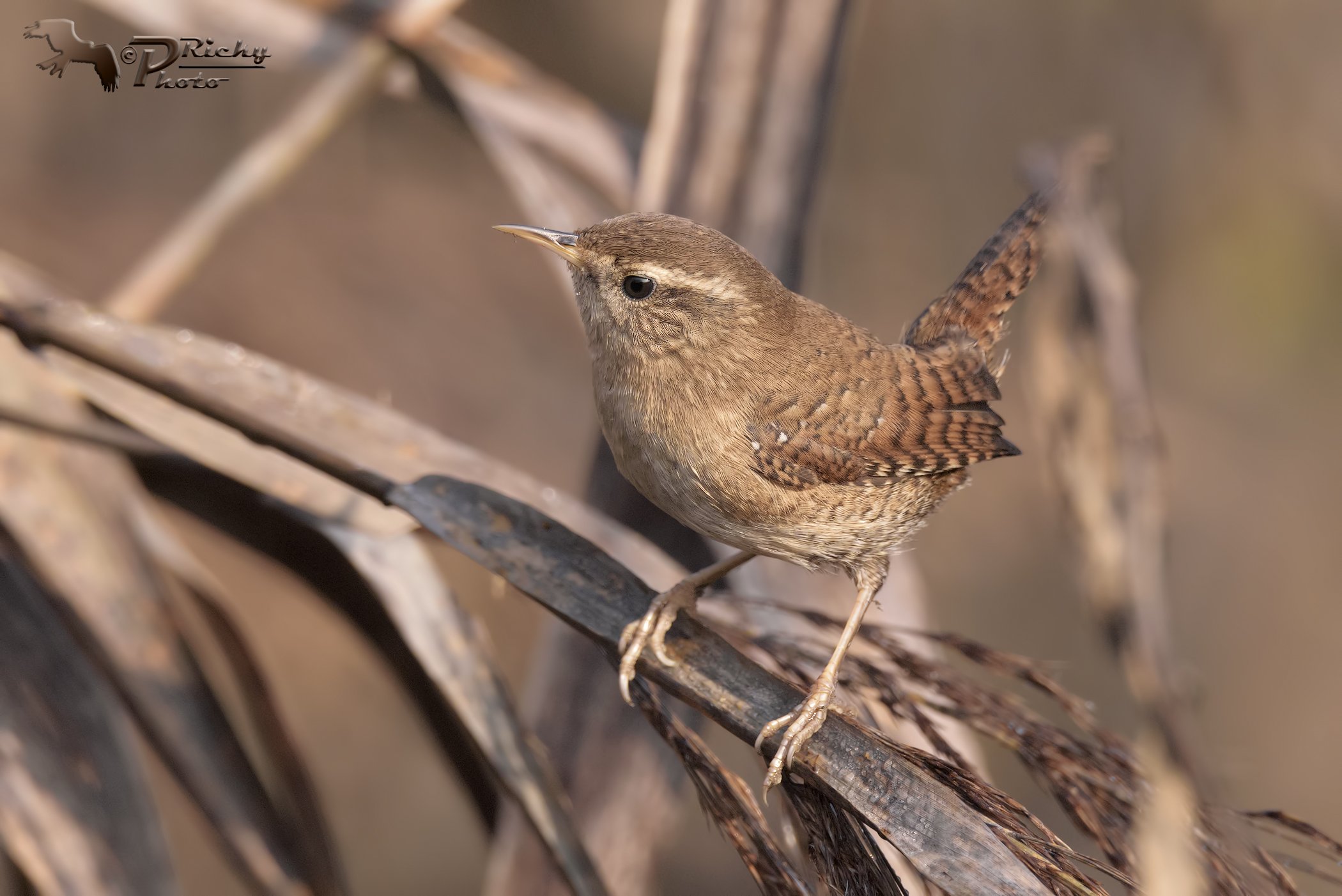 Wren...