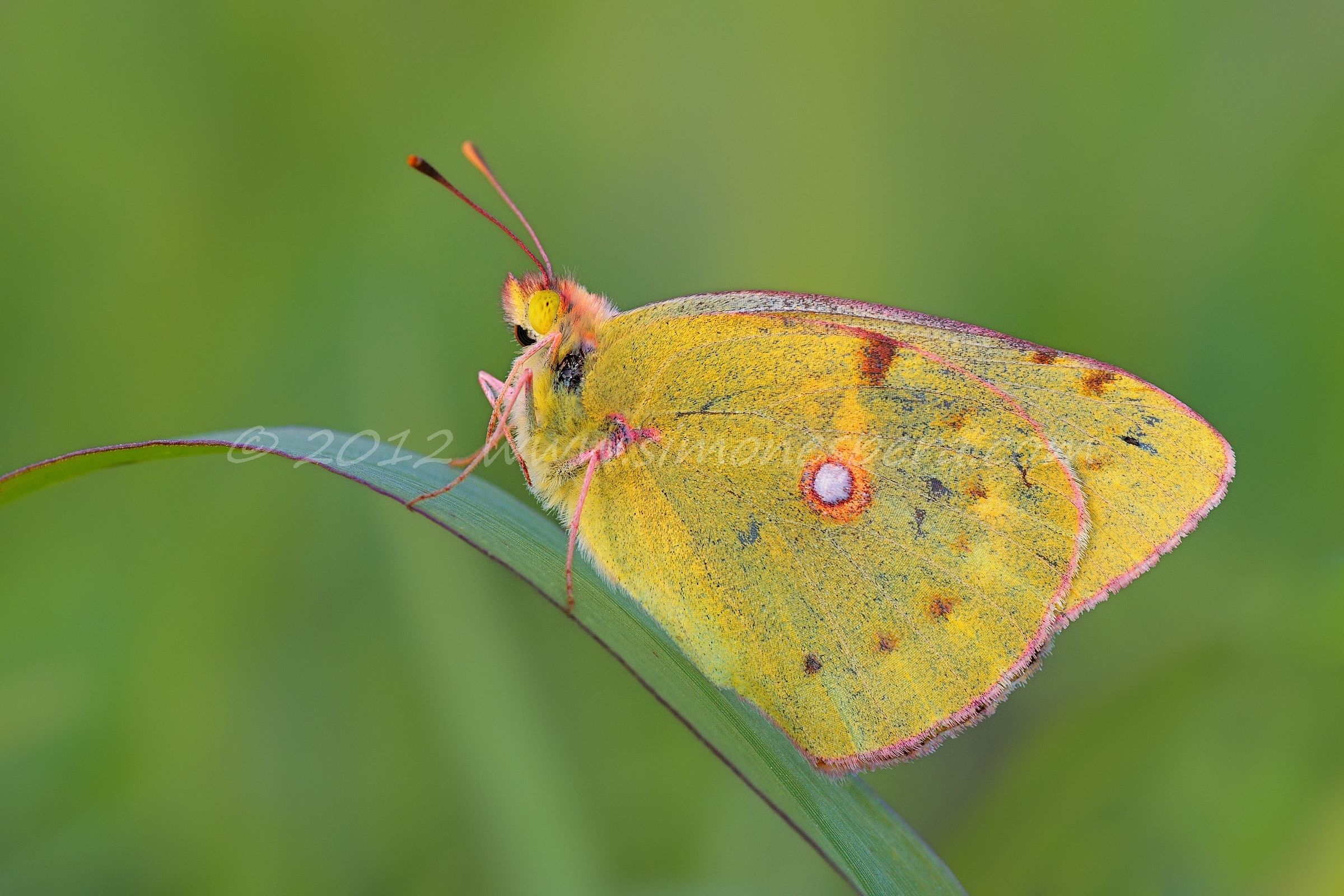 Colias crocea ......