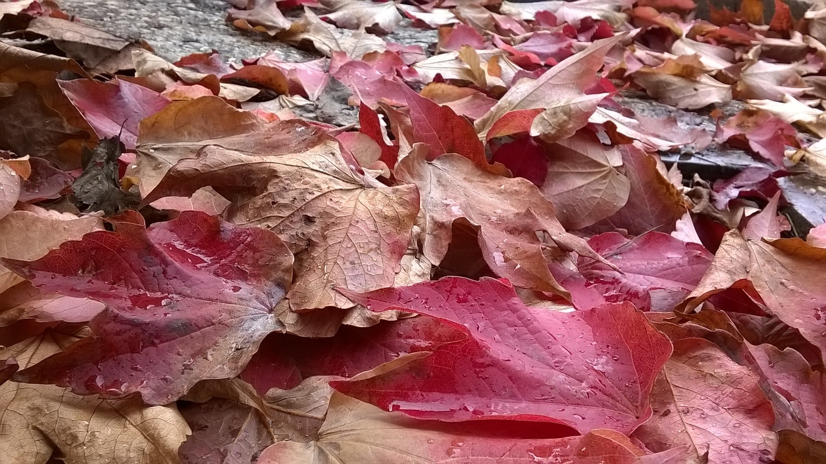 autumn colors...