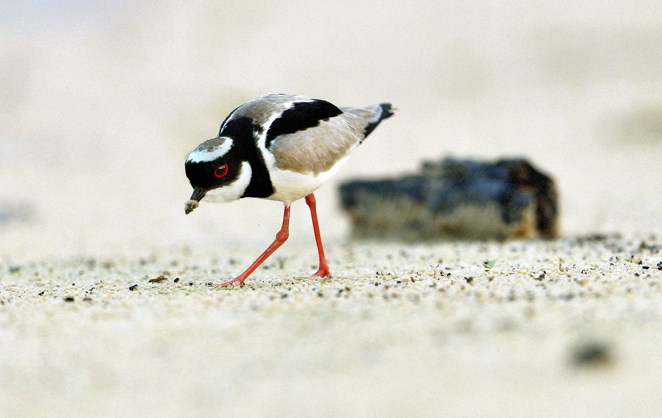 Pantanal 2015 - Pied plover (Vanellus cayanus)...