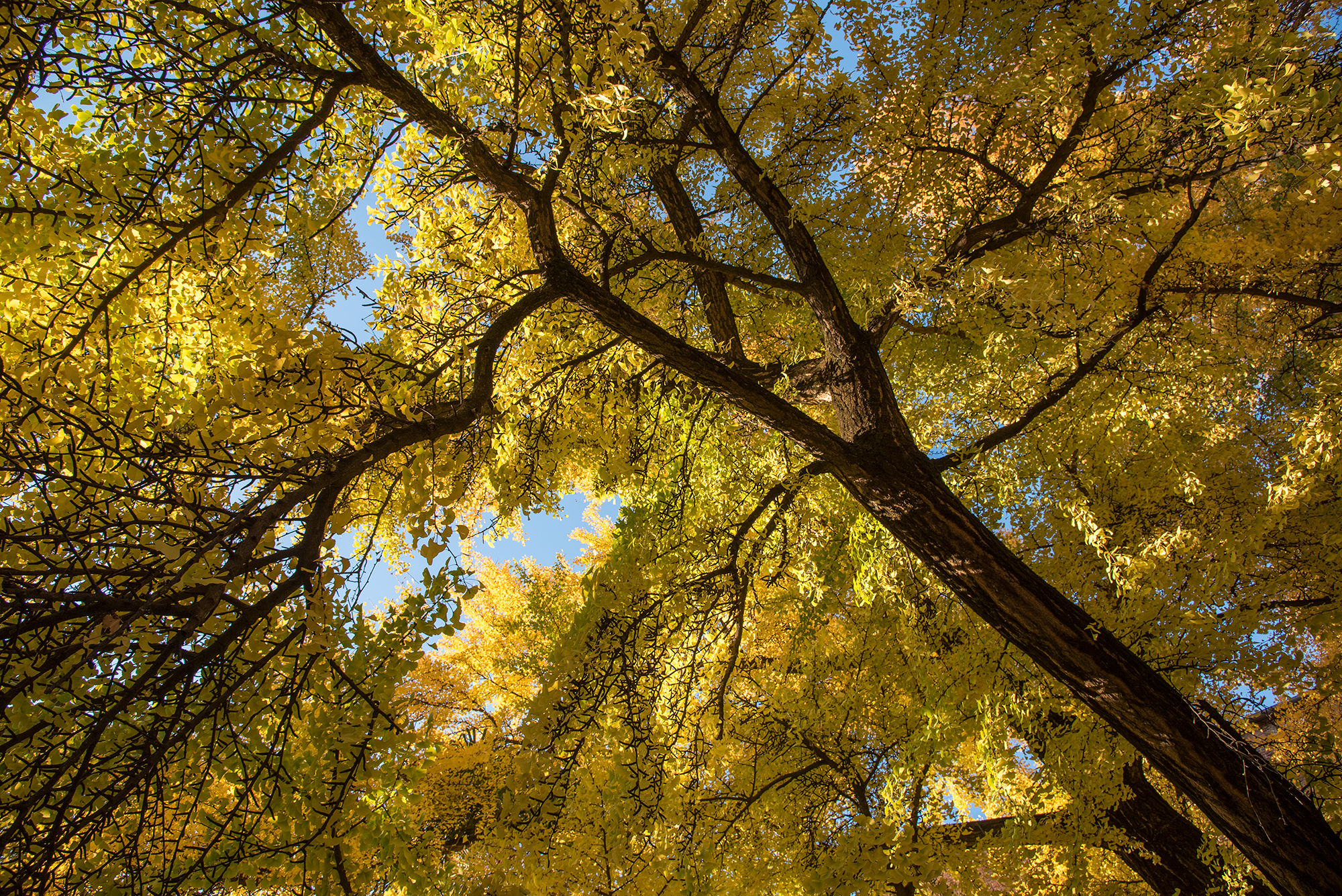 Colori d'autunno...