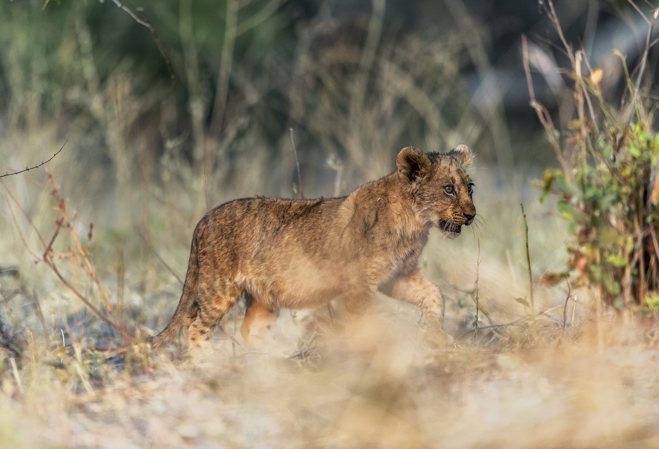 Zambia 2015 - Puppy...