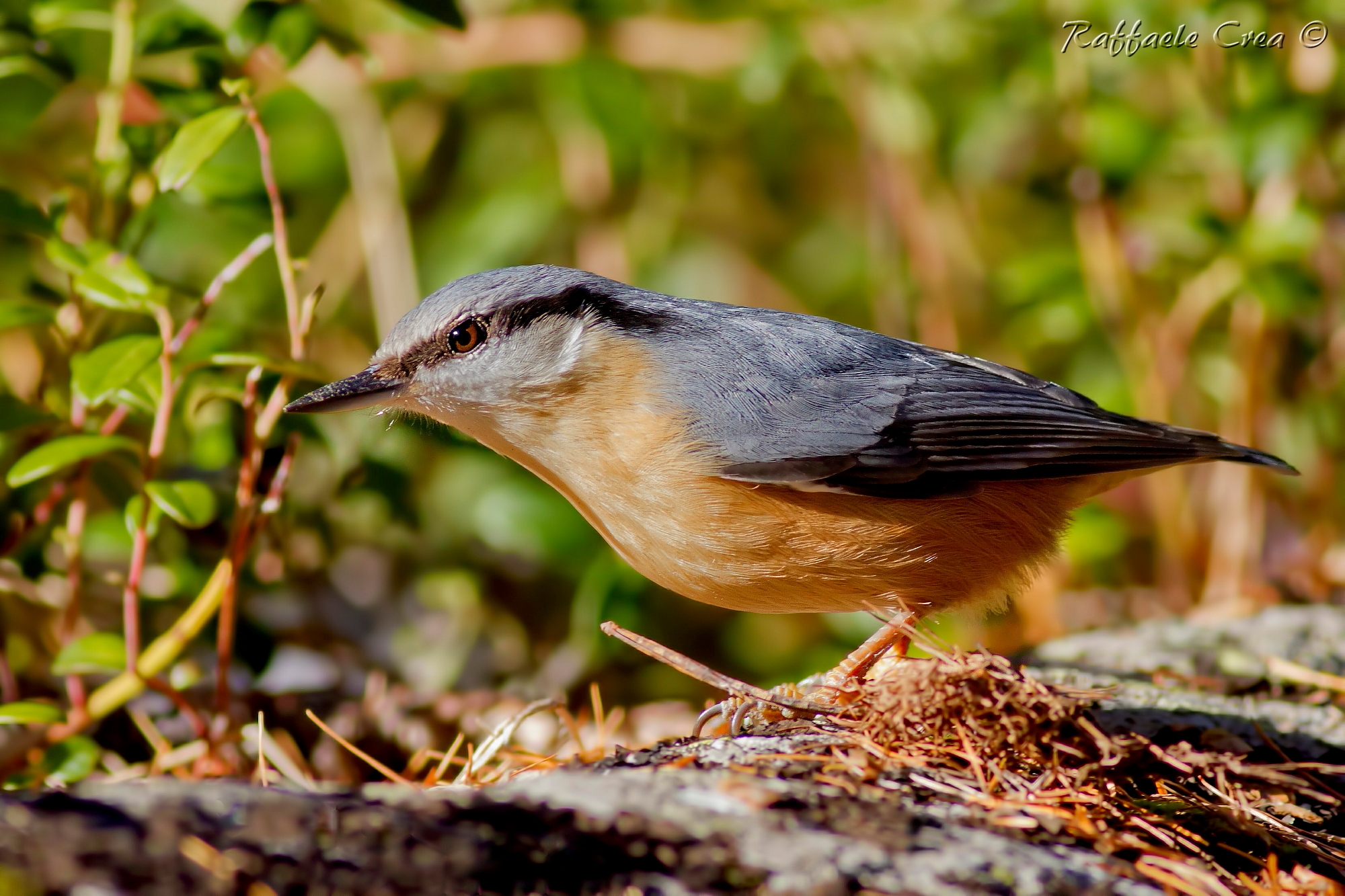 Nuthatch In Light...