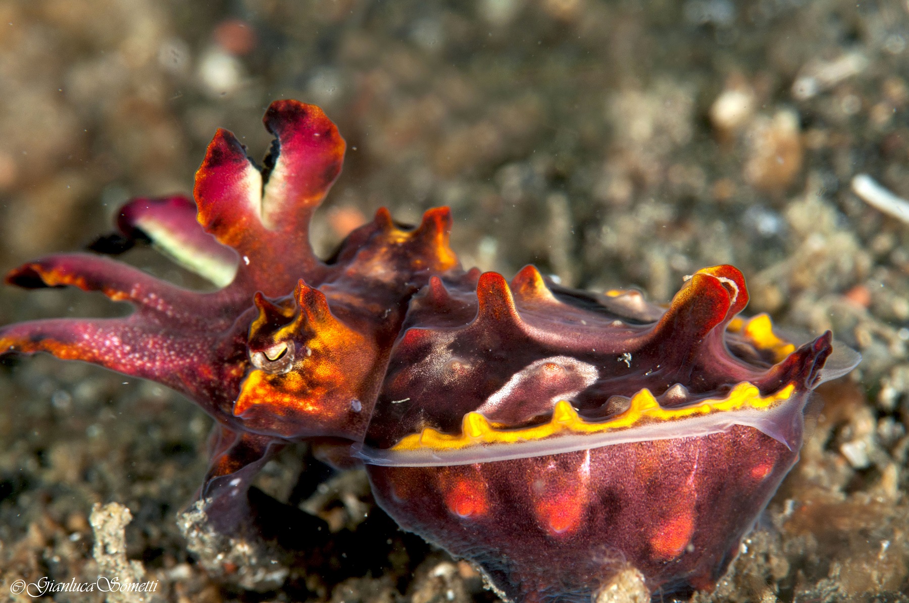 flamboyant cuttlefish...