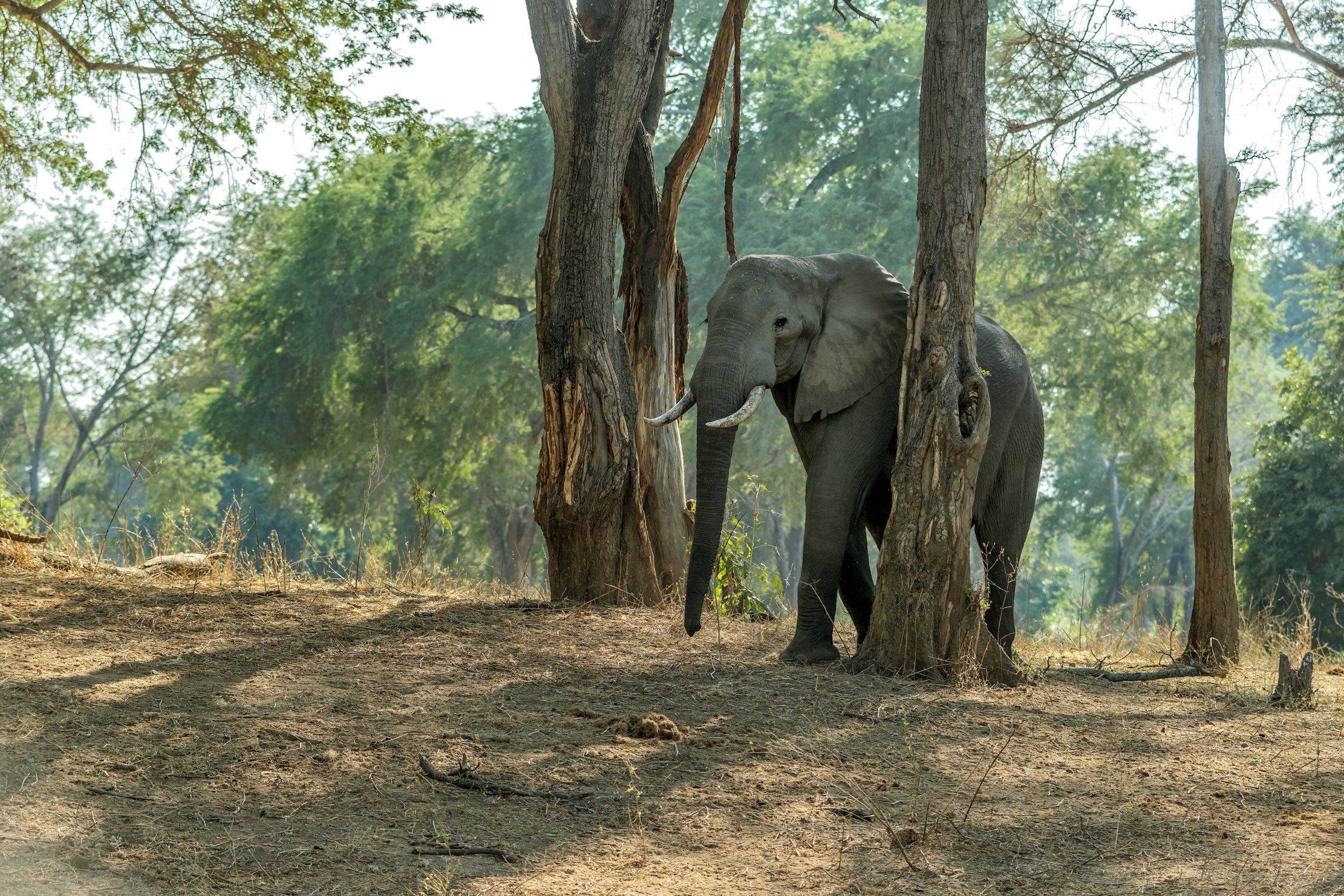 Zambia 2015 - Elephant...