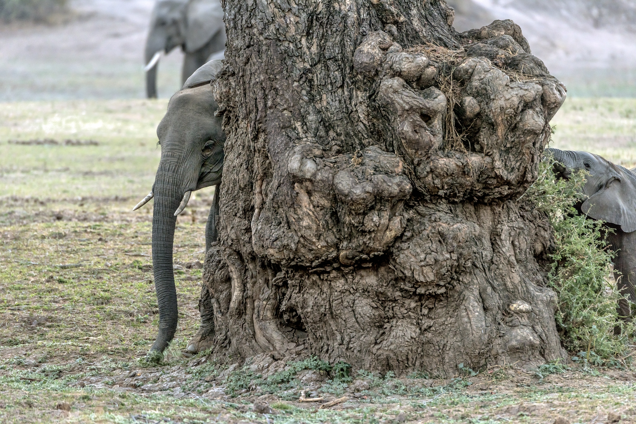 Zambia 2015 - Sul Luangwa...