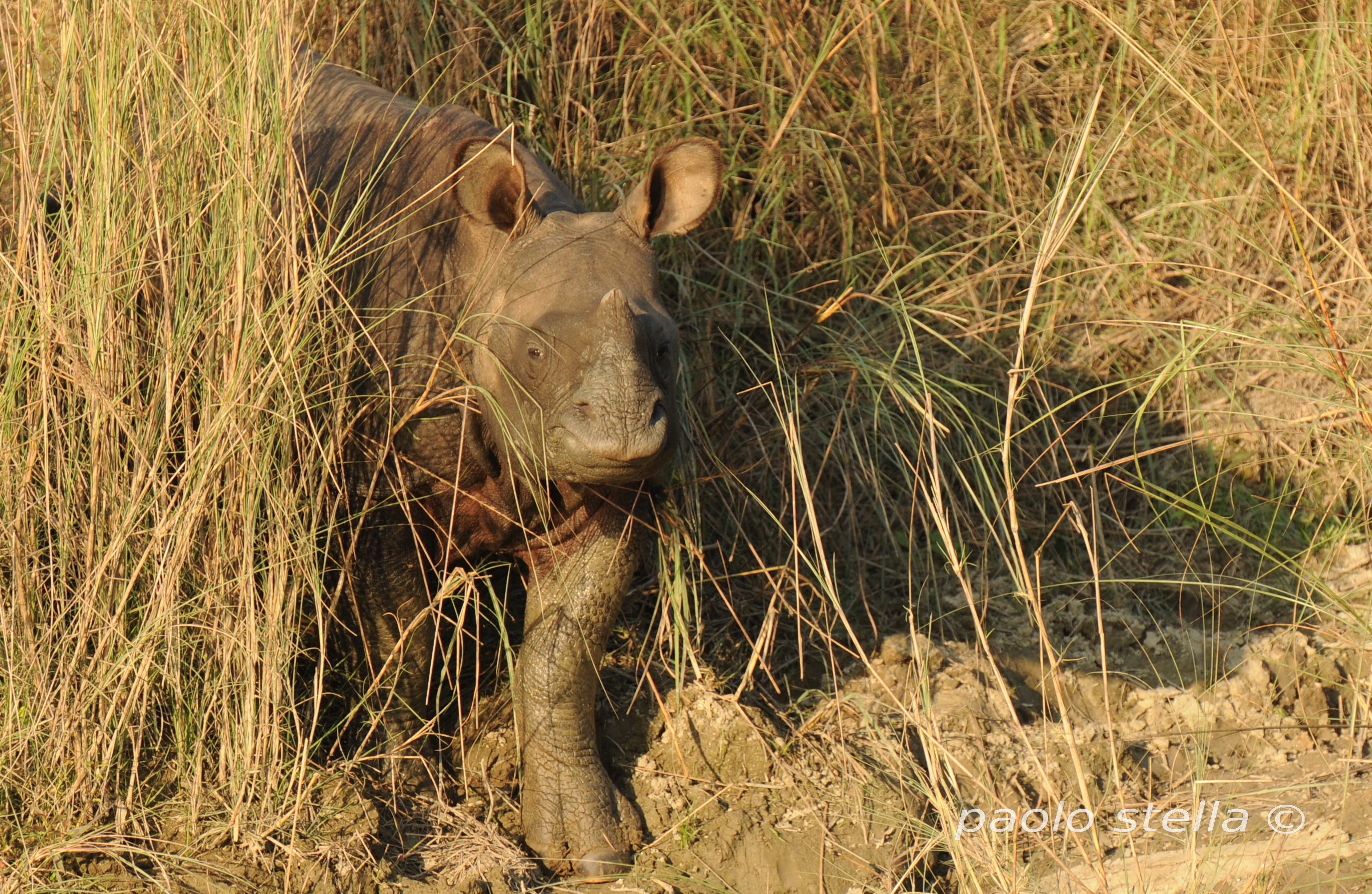 baby indian rhino,Chitwan National Park...