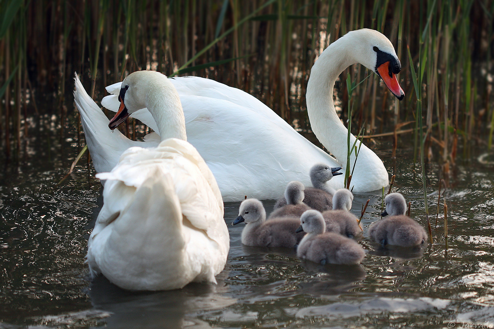 A nice little family of swans...