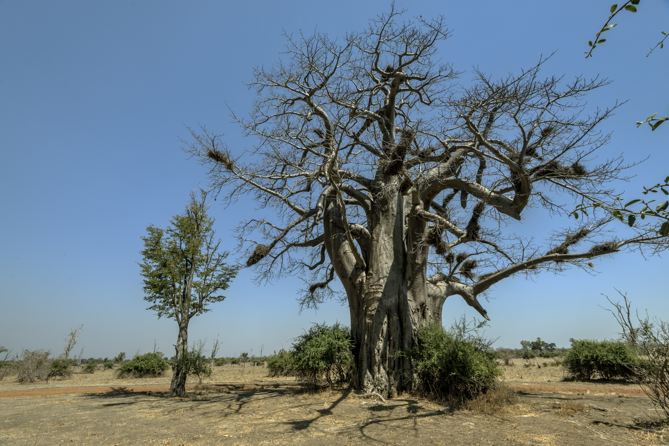 Zambia 2015 - Baobab...