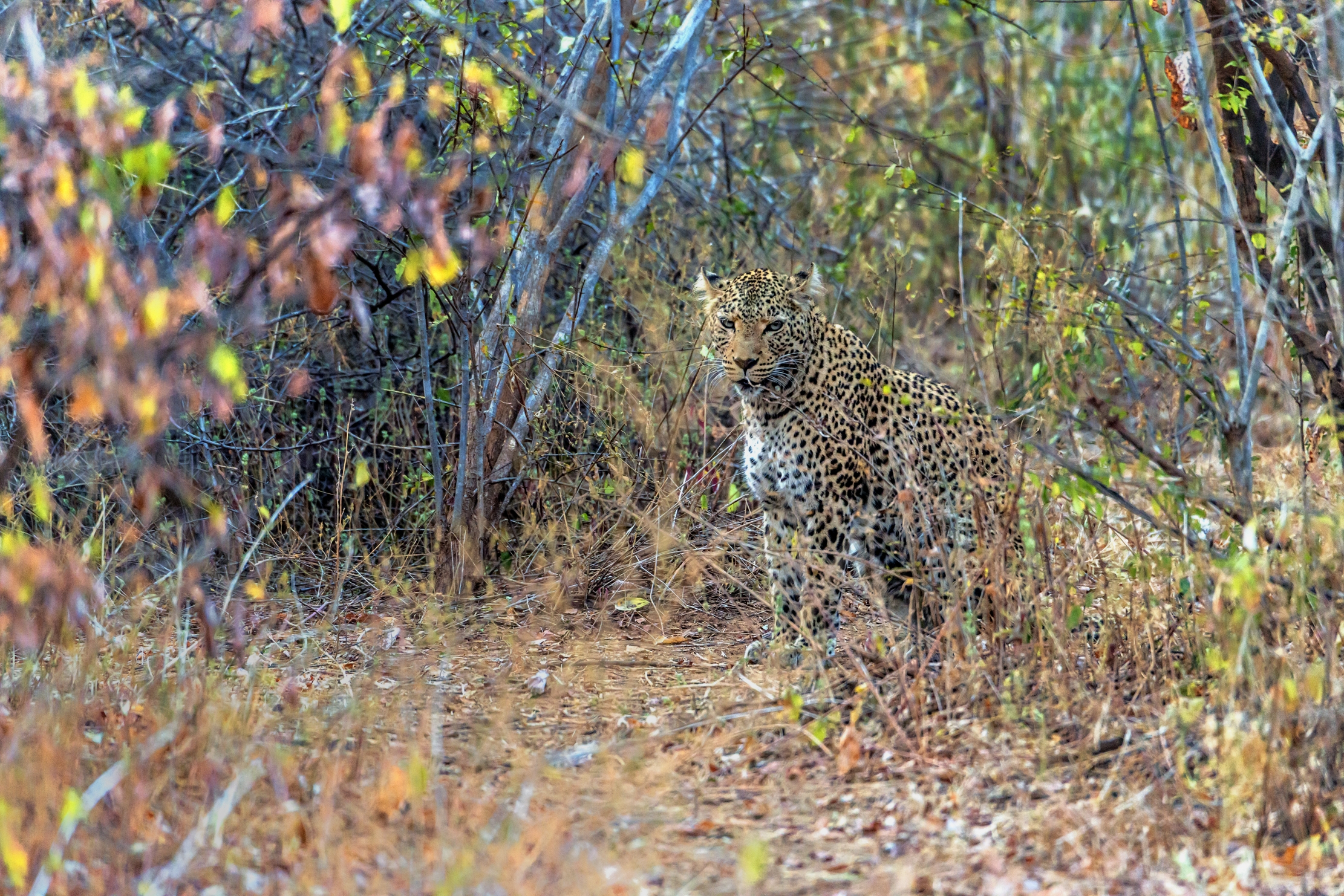 Zambia 2015 - Leopard...