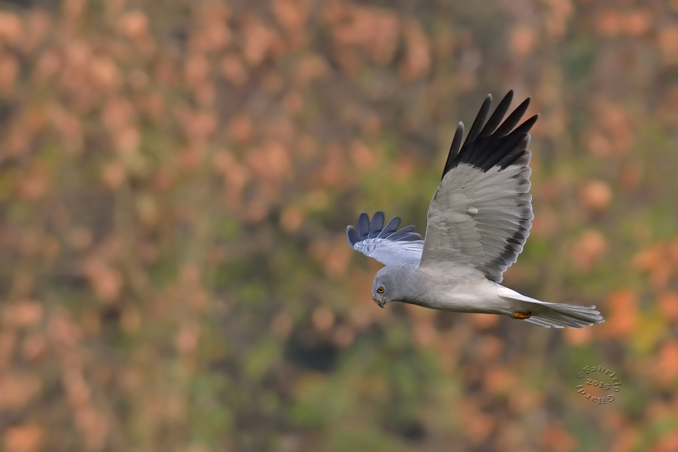 Harrier m. (Circus cyaneus) ... hunting ......