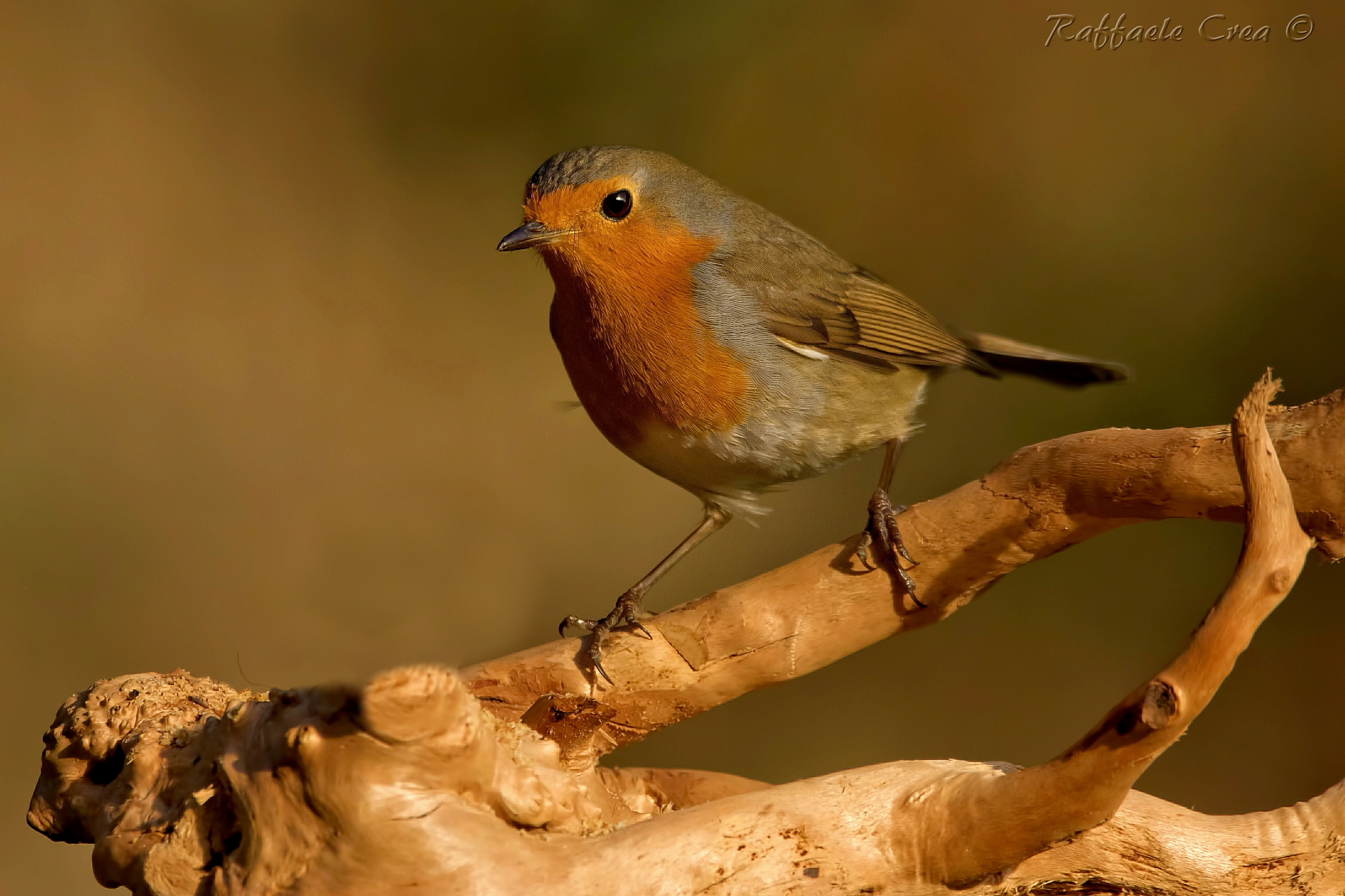 Robin In Warm Colors...