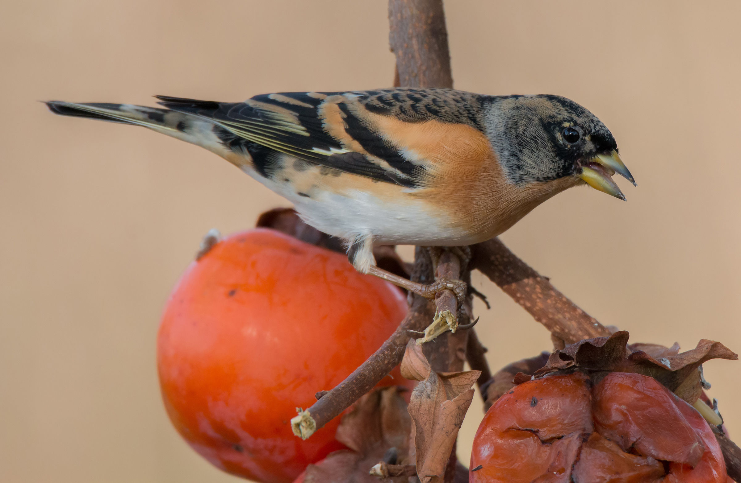 Brambling between khaki...