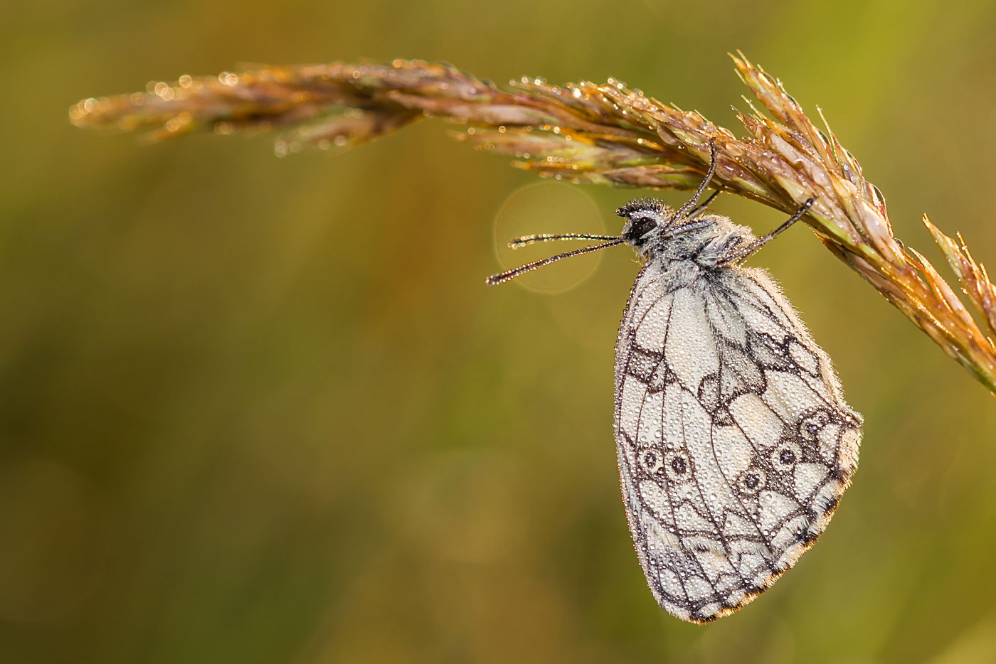 Melanargia galathea...